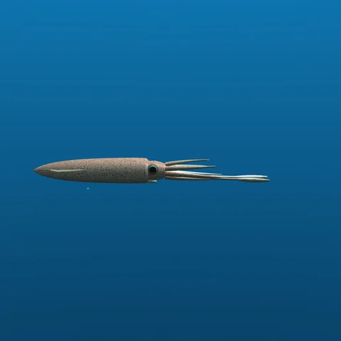 Squid