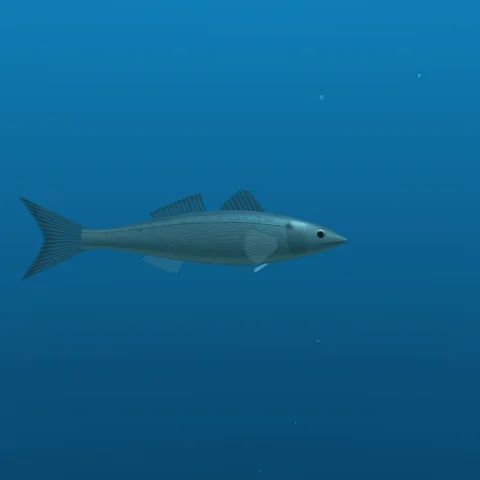Sea Bass